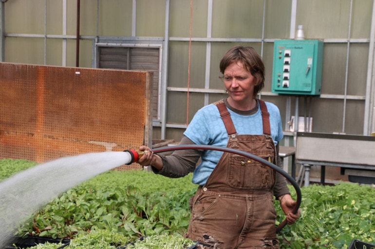 woman watering lettuce