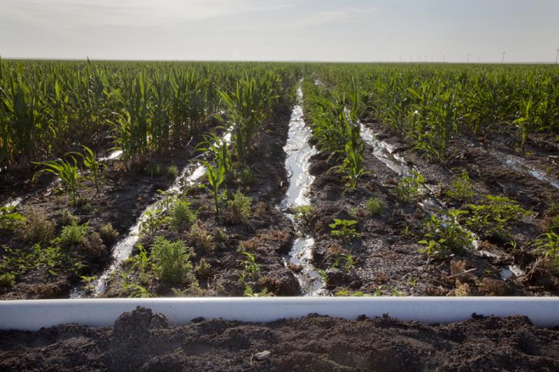 An irrigated field in Kansas. Irrigation accounts for about 85 percent of the state’s water use, according to the Kansas Department of Agriculture’s Division of Water Resources.