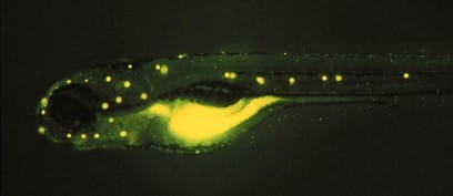 Seen here are the sensory organs of a zebrafish embryo. (Credit: Tatjana Piotrowski |Stowers Institute for Medical Research)  