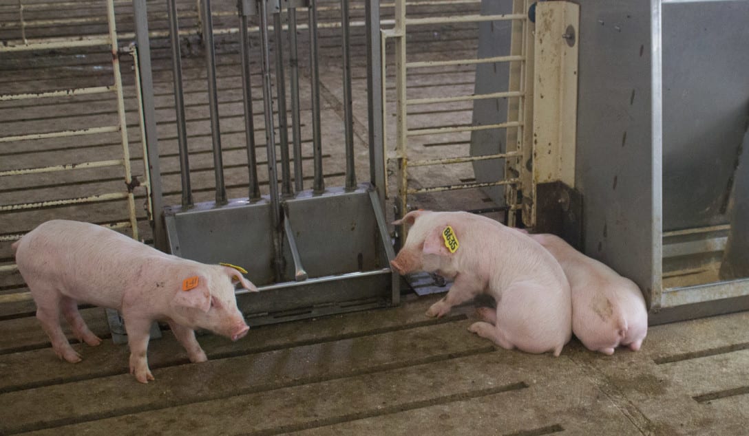 Pigs in containment area