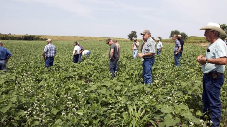 Several Oklahoma farmers wander through a field of broad-leafed cover crops during a state Conservation Commission workshop in Dewey County in western Oklahoma. (Photo: Logan Layden | Harvest Public Media)