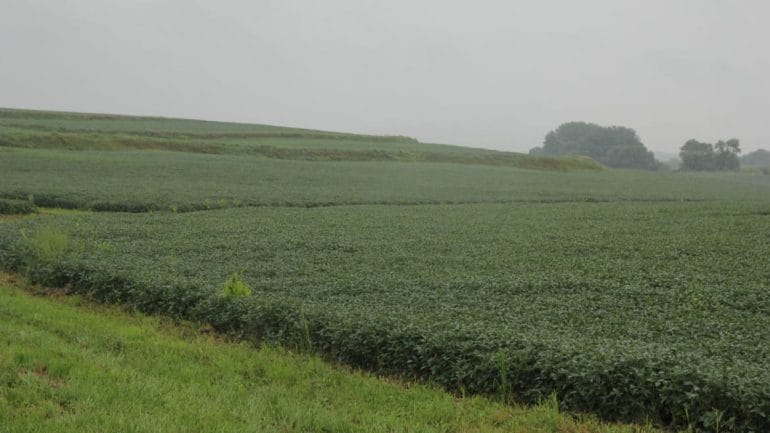 When it rains, topsoil and fertilizer run off the hills of Pfrantz farms. In addition to planting grass waterways and terraces to counter the threat of erosion, Pfrantz plans to plant cover crops this fall. (Photo: Abby Wendle | Harvest Public Media)