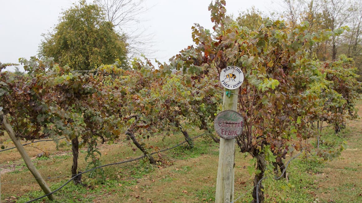 A 'pesticide free zone' sign hangs at the Somerset Ridge Vineyard and Winery near Paola, Kansas. Owner Dennis Reynolds says potential changes to the state's weed eradication laws could threaten his vineyard. (Andy Marso | Heartland Health Monitor)