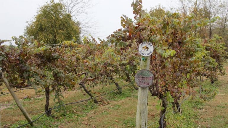 A 'pesticide free zone' sign hangs at the Somerset Ridge Vineyard and Winery near Paola, Kansas. Owner Dennis Reynolds says potential changes to the state's weed eradication laws could threaten his vineyard. (Andy Marso | Heartland Health Monitor)