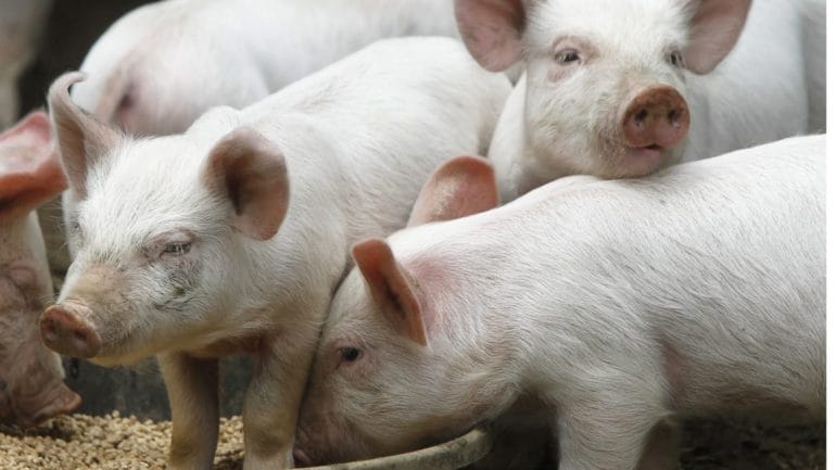 Piglets eat from a trough at a farm in Vermont in 2013.