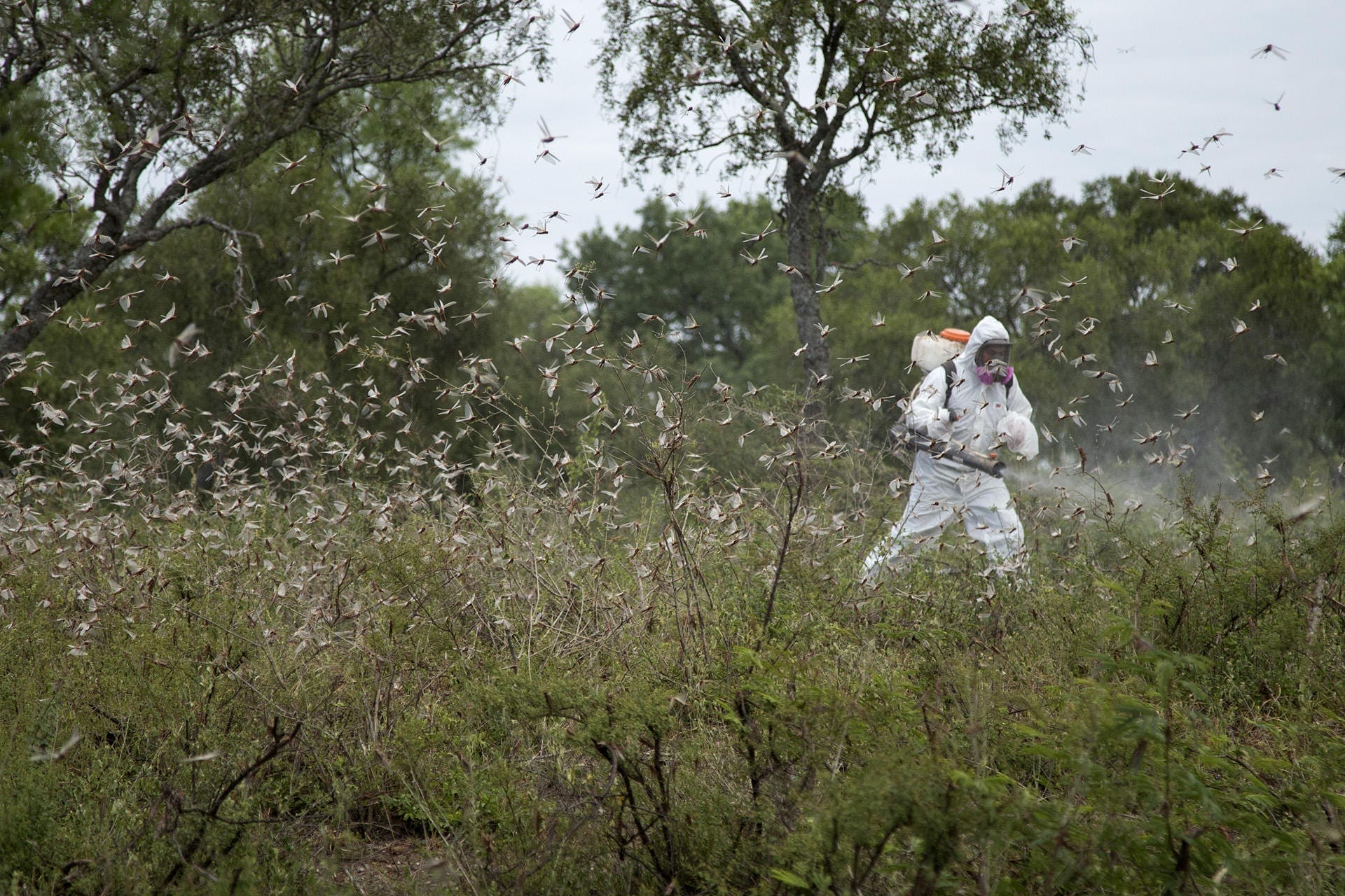 A worker tries to fumigate locusts in northern Argentina. Once they are adults who can fly, the locusts are much harder to control. (Courtesy Sebastián Lorenzo Pisarello | Senasa)