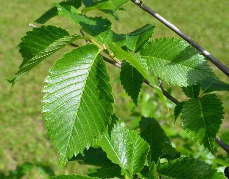 elm tree leaves
