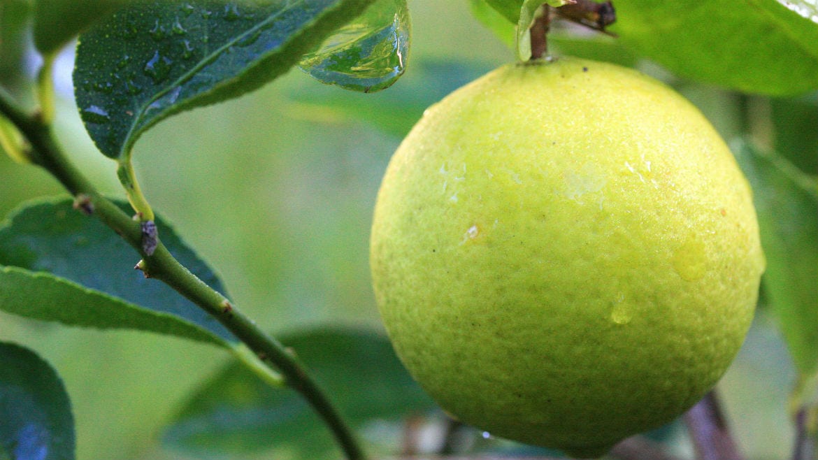 A picture of a lemon tree.