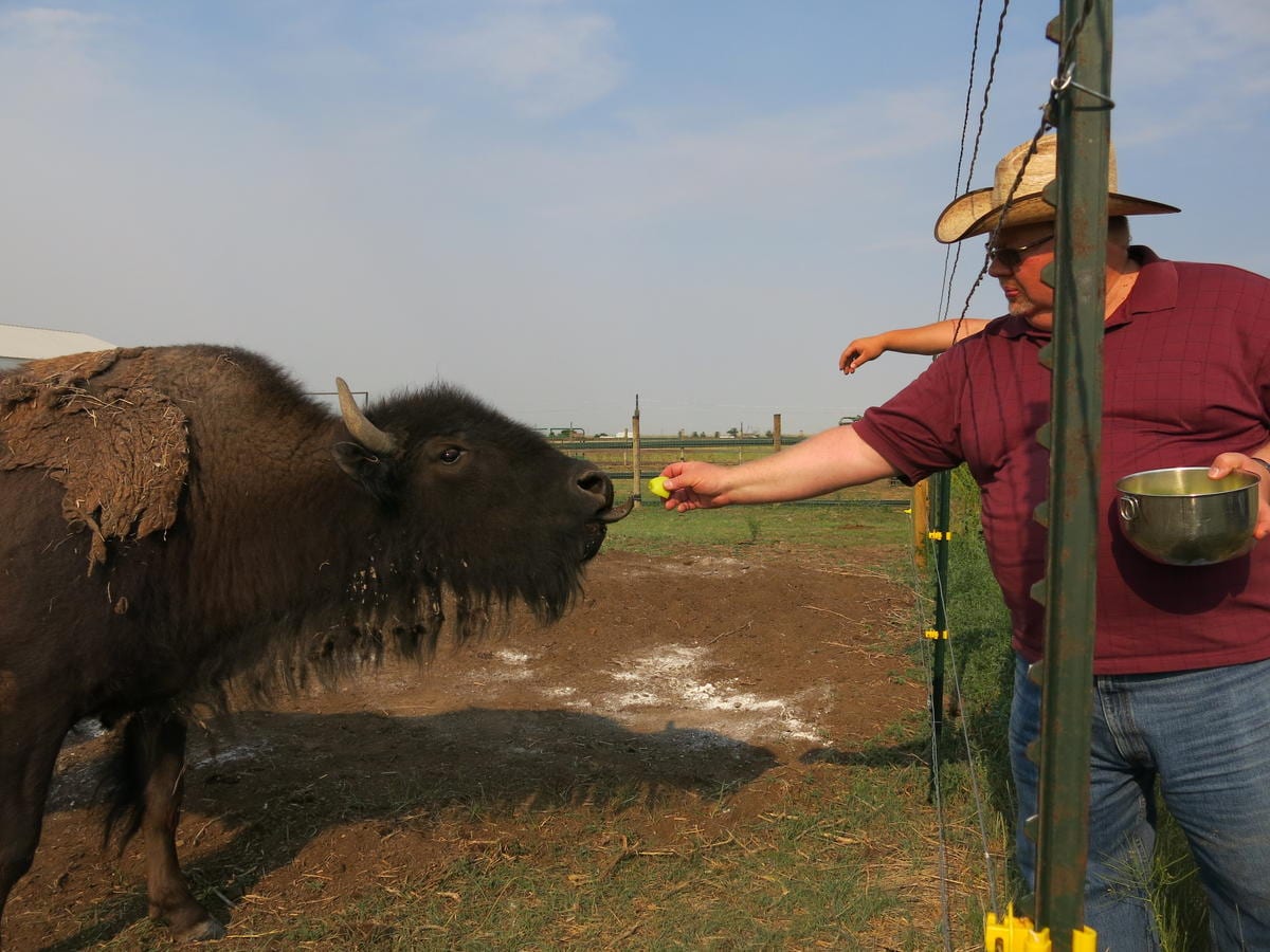 A man feeds a bison.