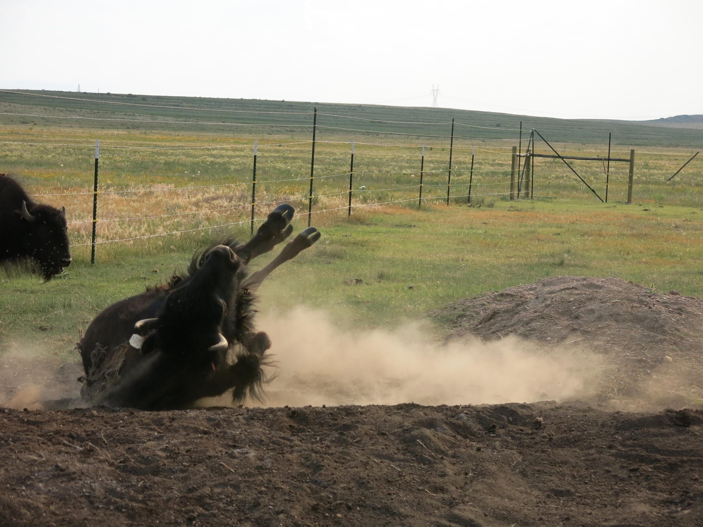 A bison rolls in the dirt.