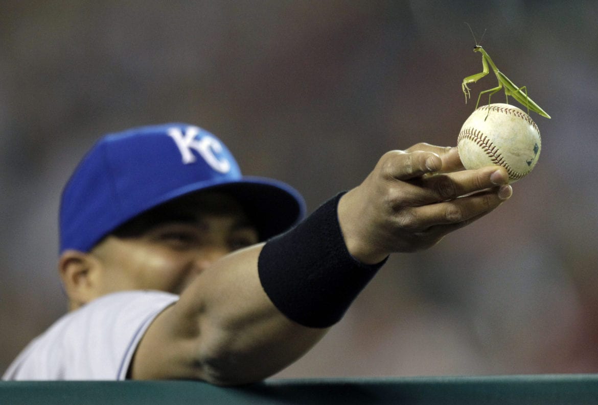 A baseball player holding a mantis