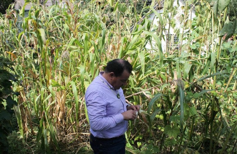 A man standing in a field of corn.