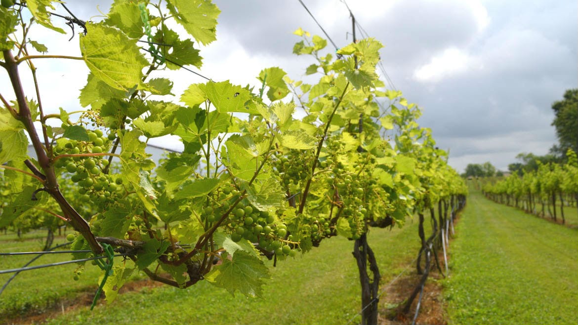 grapes in the vineyard