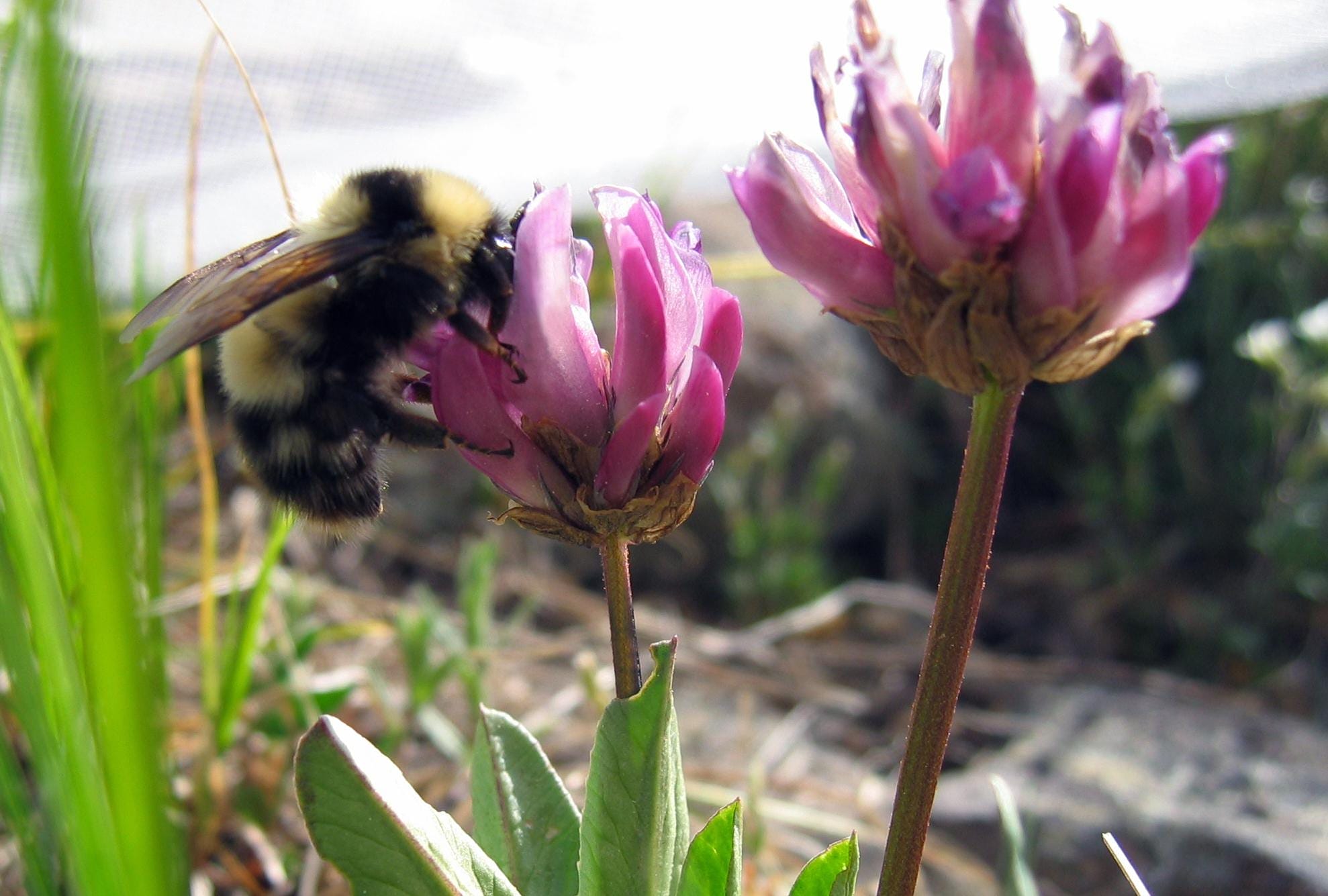 A bumblebee queen collects nectar from alpine clover.