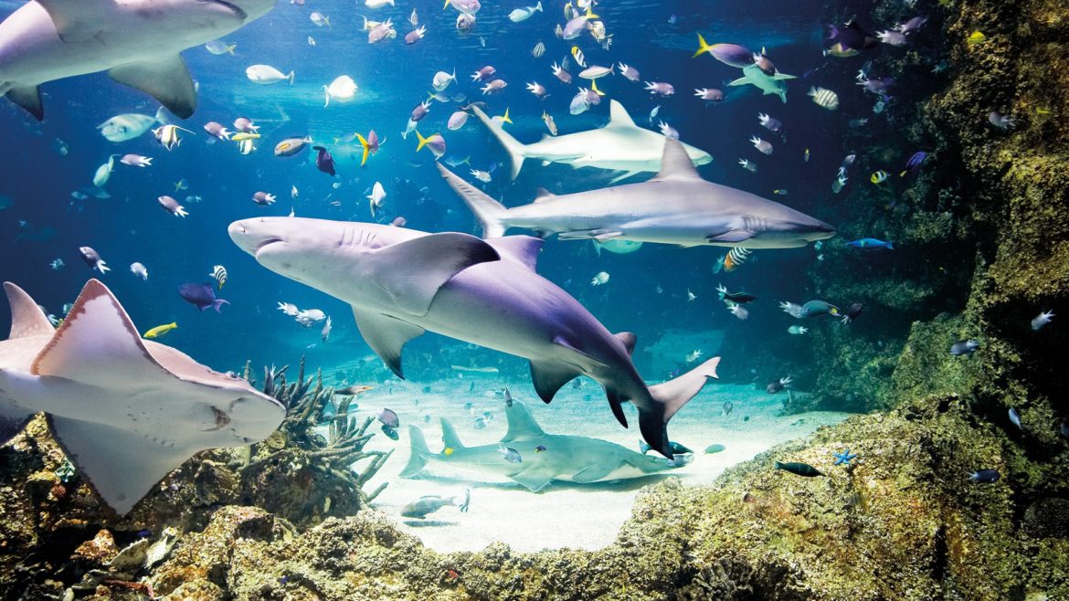 Three sharks swim in the Sea Life KC aquarium.