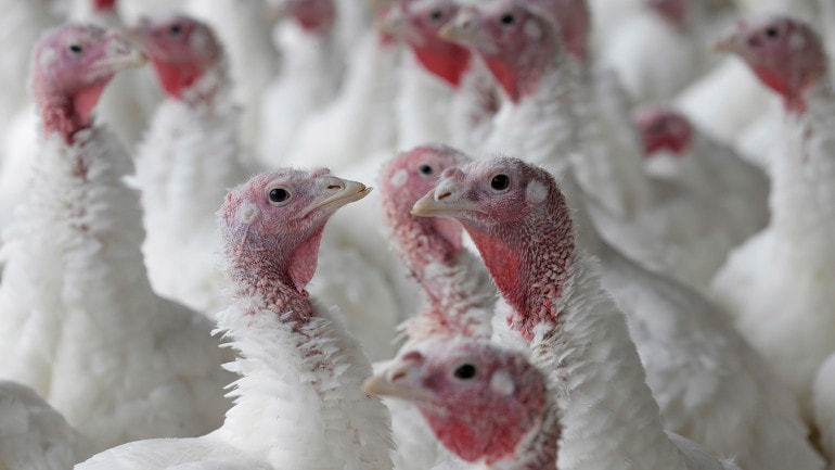 turkeys in a pen