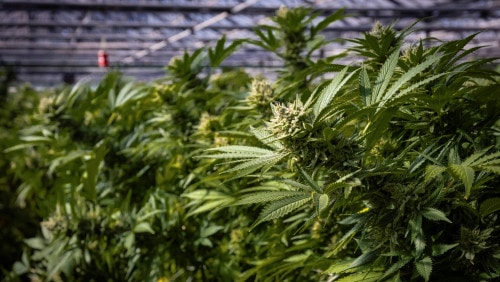 Activists Renew Push to Legalize Recreational Marijuana in Missouri