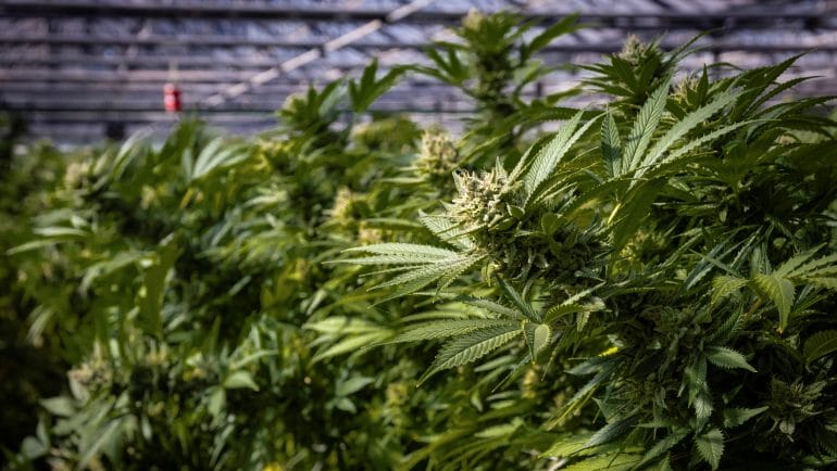 Cannabis growing facilities