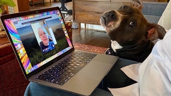 A foster dog meets a potential adopter via Facetime.