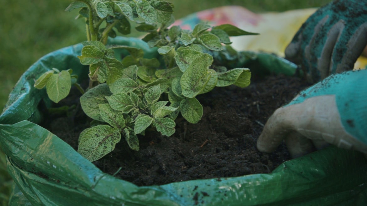 Gardening in bags