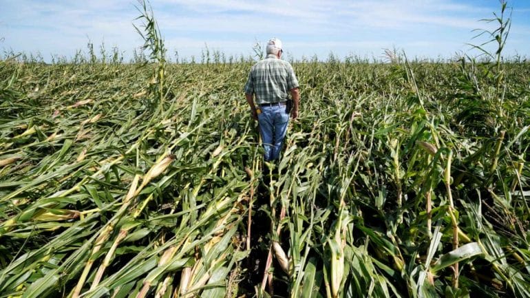 Derecho crop damage in Iowa