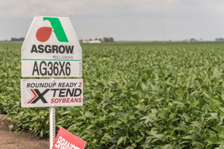 Dicamba-resistant soybeans in a field