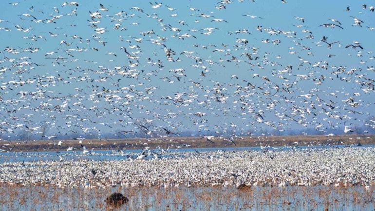 Waterfowl take flight at Loess Bluffs National Wildlife Refuge