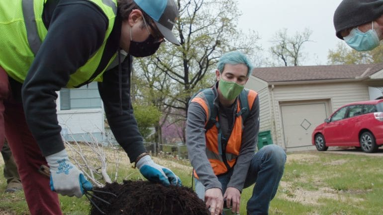 Heartland Tree Alliance workers prepare to plant an American elm tree in the Fairlane neighborhood of Kansas City.