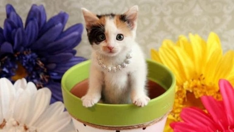 The Great Plains SPCA animal shelter on Saturday is hosting a "Kitten Shower" to collect supplies to help care for the spring influx of kittens.