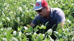 Nick Guetterman hopes to see a yield increase from his soybeans and corn after several years of using cover crops.