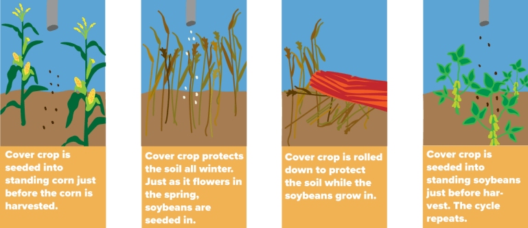 Graphic explains cover crops