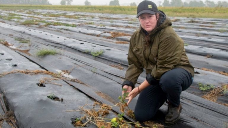 Ann Swanson, manager of Hendrick House Farms in a field that would normally have plants throughout on Tuesday, September 21, 2021. Flooding earlier in the season damaged the crop.