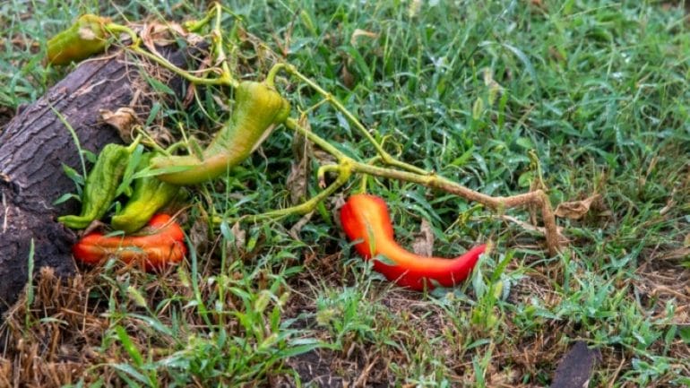 Health peppers at the Hendrick House Farms on Tuesday, September 21, 2021. Flooding earlier in the season damaged the crop.