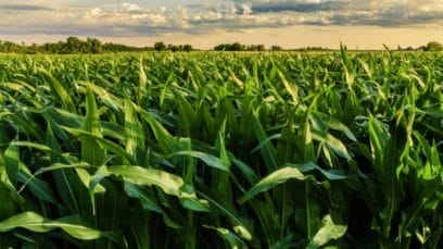 A cornfield in Champaign County, Illinois.