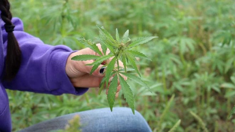 Melissa Nelson-Baldwin holds one of the young hemp plants growing in her field.