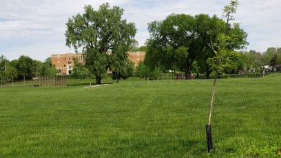 The bur oak in the foreground is one of several trees the Heartland Tree Alliance has planted at Seven Oaks Park in Kansas City, Missouri. Mature trees in the park make it a rare cool spot in the neighborhood, according to heat data collected last year by the University of Missouri-Kansas City.