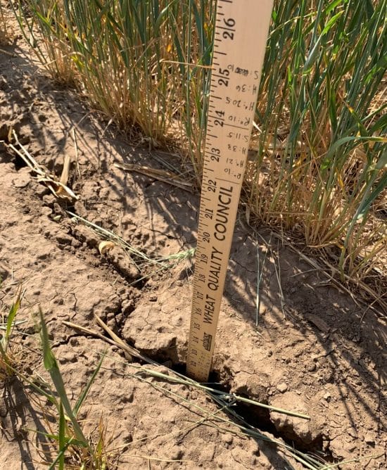 Commodity analyst Rejeana Gvillo uses a yard stick to measure the depth of a crack in some dry soil during the wheat tour's stop near Sublette in southwest Kansas.