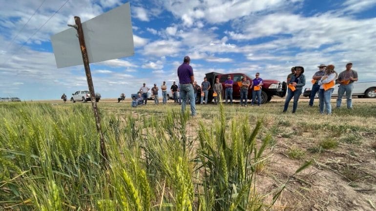 Kansas State University wheat specialist Romulo Lollato leads a group of farmers in a tour of test plots that show how various wheat breeds grew on Vance Ehmke's land in Lane County.