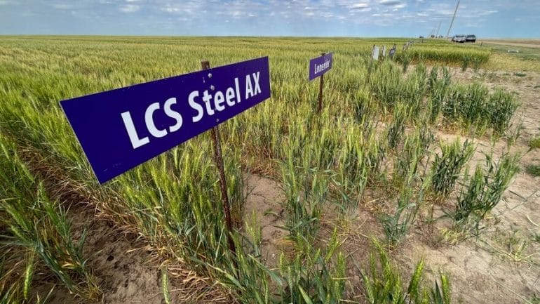 Test plots on Vance Ehmke's land in Lane County show how new wheat varieties, including some developed by Kansas State University, grew during the drought this season.