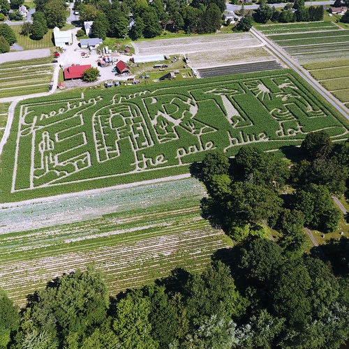 An aerial photo shows a post card design in a corn field reading "Greetings from Earth the pale blue dot"