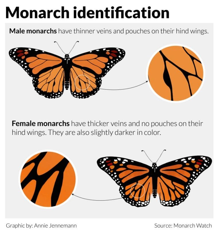 Graphic showing how to identify male and female monarchs.
