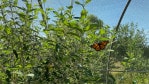 A monarch butterfly sits on a plant outdoors for the first time at Powell Gardens. It just left its cocoon within the past day.