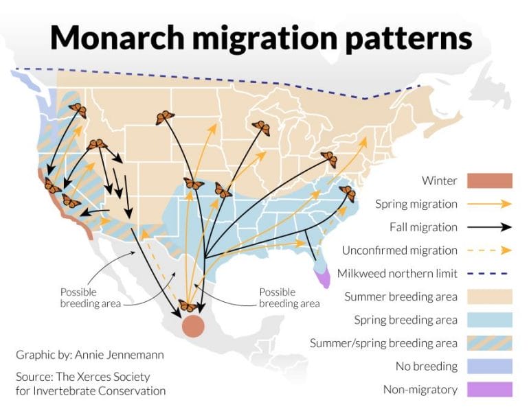 Map of Monarch migration patterns.