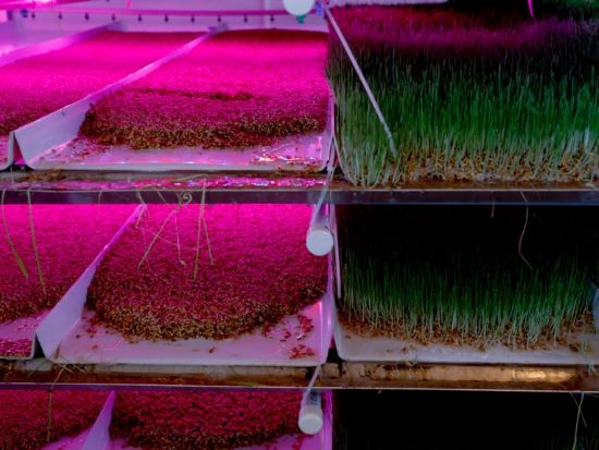 Trays of barley fodder are grown under ultraviolet light in Josh Payne’s house on July 20 in Concordia.