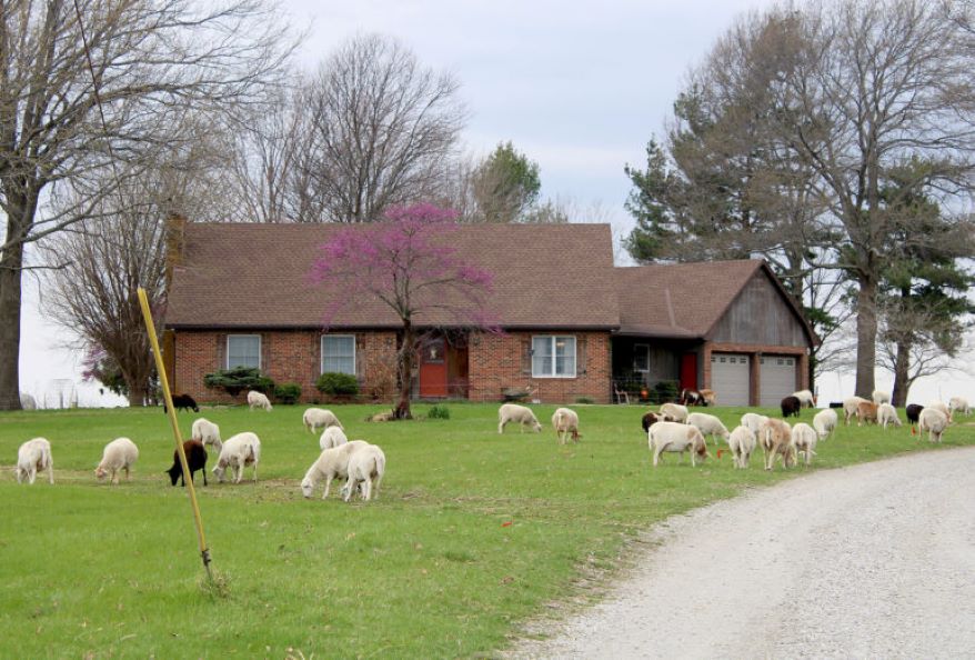 Sheep graze in the front yard of Josh Payne and Jordan Welch’s Concordia, Missouri farm, which has made the switch from row crops to diversified agriculture.