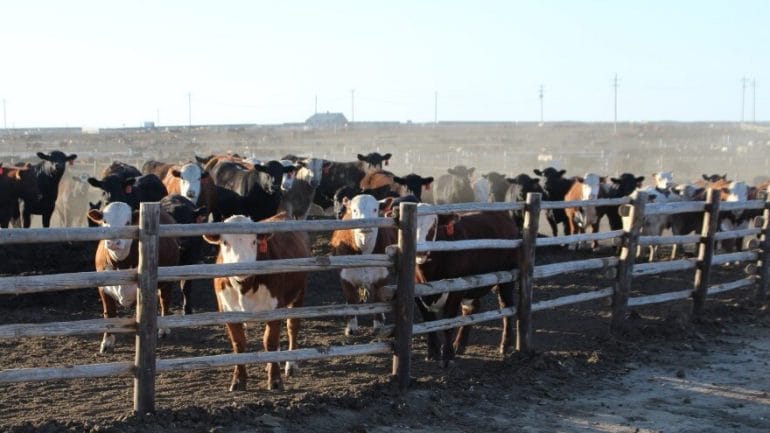 Cattle feedlots like this one in Garden City depend on an ample supply of corn to keep the animals fed. Cattle ranching and feeding has the largest economic impact of any agricultural sector in Kansas, contributing roughly $9 billion to the state economy.