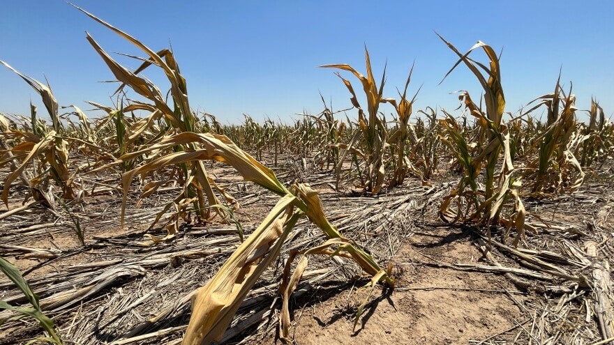 Many cornfields in western Kansas will end up being abandoned because they didn't grow enough grain to harvest. The USDA says more than half of the state’s corn is in poor or very poor condition.