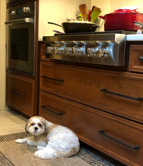 Pampered pooch Chiku’s daily meal is a portion of homemade Indian stew prepared by Jyoti Mukharji.