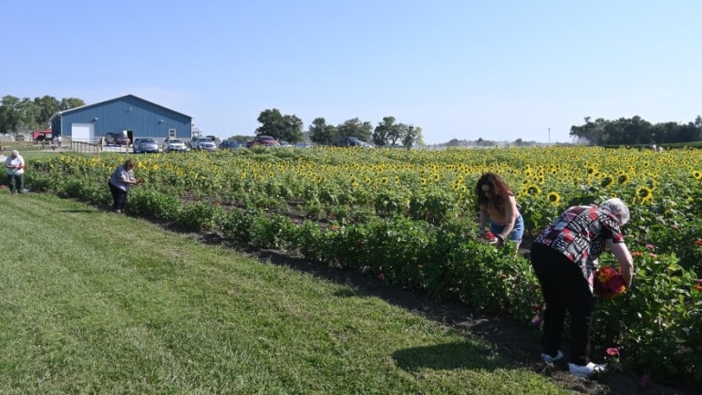Customers at Gieringer's Family Orchard and Berry Farm near Edgerton, Kansas, pick sunflowers recently. Gierienger's agritourism business is located within the boundaries of NextEra Energy Resource's proposed solar farm project, but owner Frank Gieringer says he hasn't yet decided if he'll sign a lease.