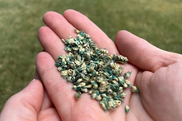 Holly Dickman holds a handful of buffalo grass seed. The city helps residents pay to plant this native grass, which needs less watering than typical lawn grasses like fescue.
